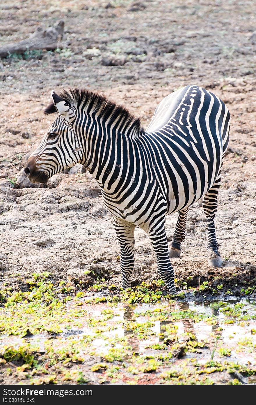 Beautiful African zebra drinking water. Beautiful African zebra drinking water