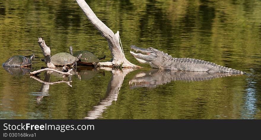 In the Florida Everglades these turtles and young alligator share a small tree downed in the water. In the Florida Everglades these turtles and young alligator share a small tree downed in the water