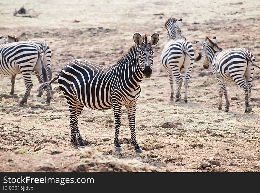 Beautiful African zebra standing in dirt. Beautiful African zebra standing in dirt