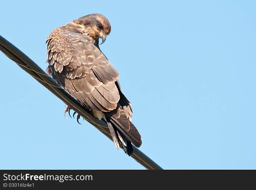 Resting on the wire