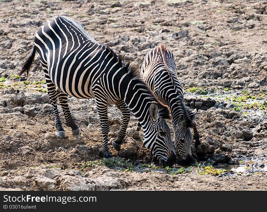 Two beautiful wild zebras at watering hole. Two beautiful wild zebras at watering hole