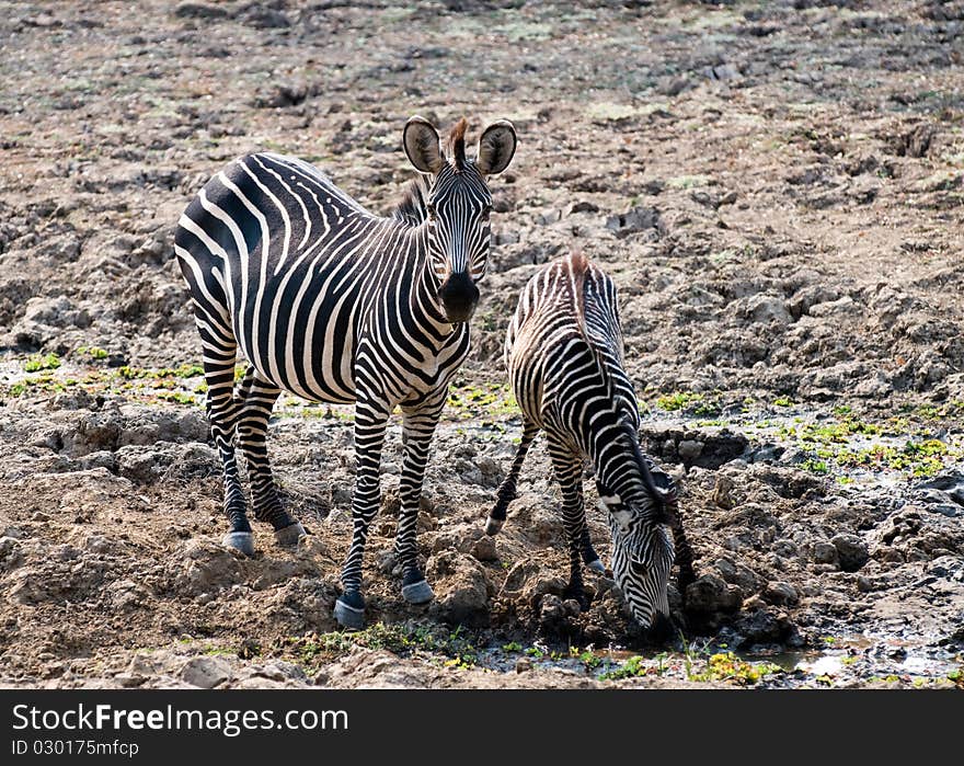 Two beautiful wild zebras at watering hole. Two beautiful wild zebras at watering hole