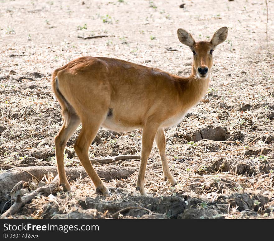 Beautiful African pucu watching on guard