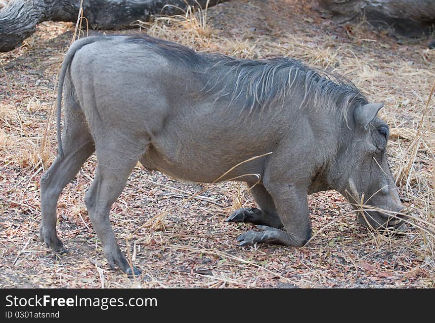 Wild warthog kneeling with face on ground