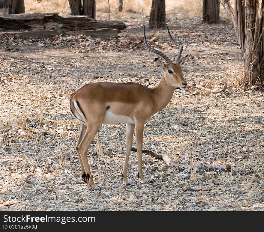 Beautiful Impala standing in wooded area. Beautiful Impala standing in wooded area