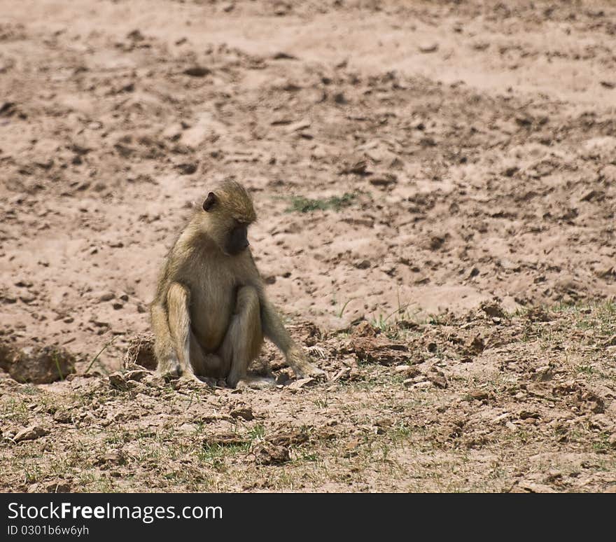 Cute Baboon Digging In Dirt