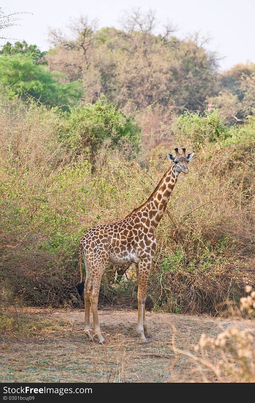 Beautiful spotted giraffe in the African bush. Beautiful spotted giraffe in the African bush