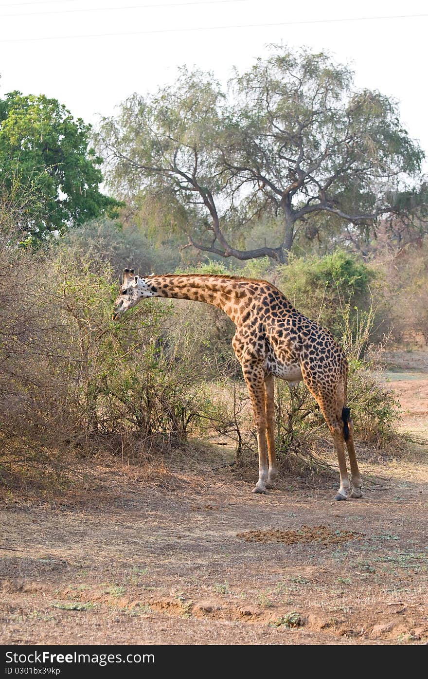 Beautiful spotted giraffe in the African bush. Beautiful spotted giraffe in the African bush