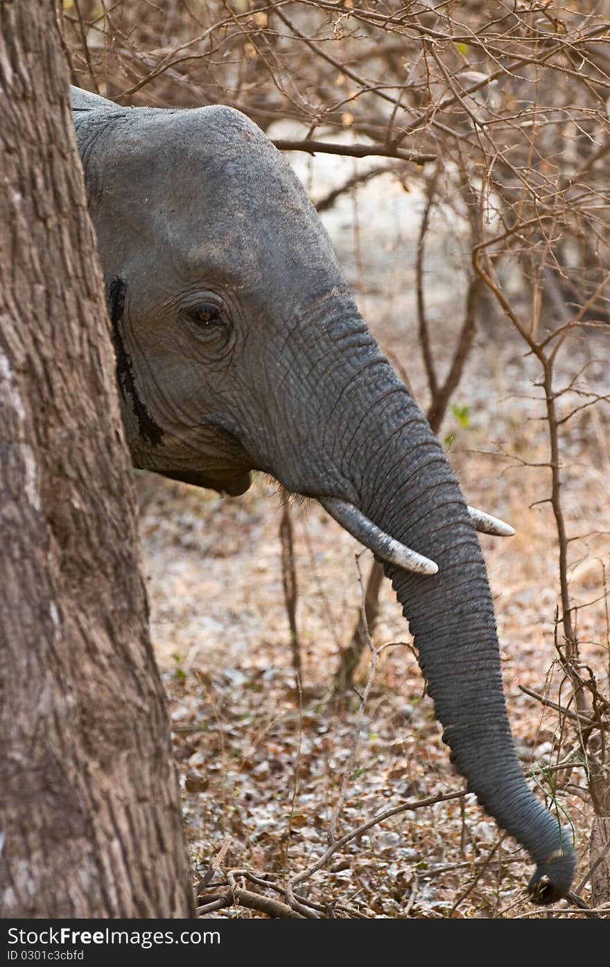 Adult African elephant hiding behind a tree. Adult African elephant hiding behind a tree