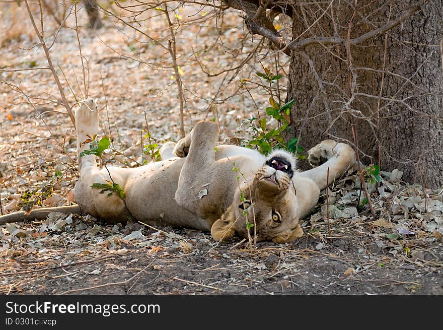 Female lion lying on the ground. Female lion lying on the ground