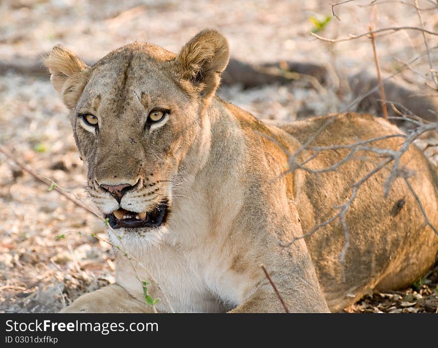 Female lion lying on the ground. Female lion lying on the ground