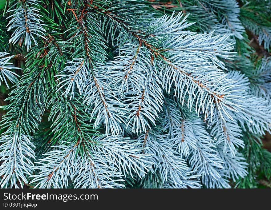 New needles on blue spruce branches