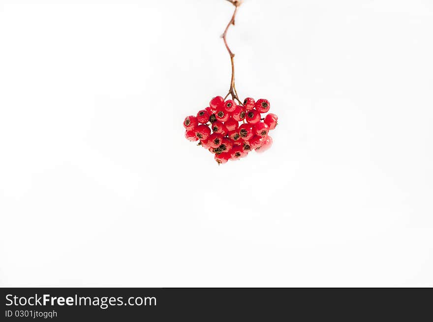 Winter berries on a white background