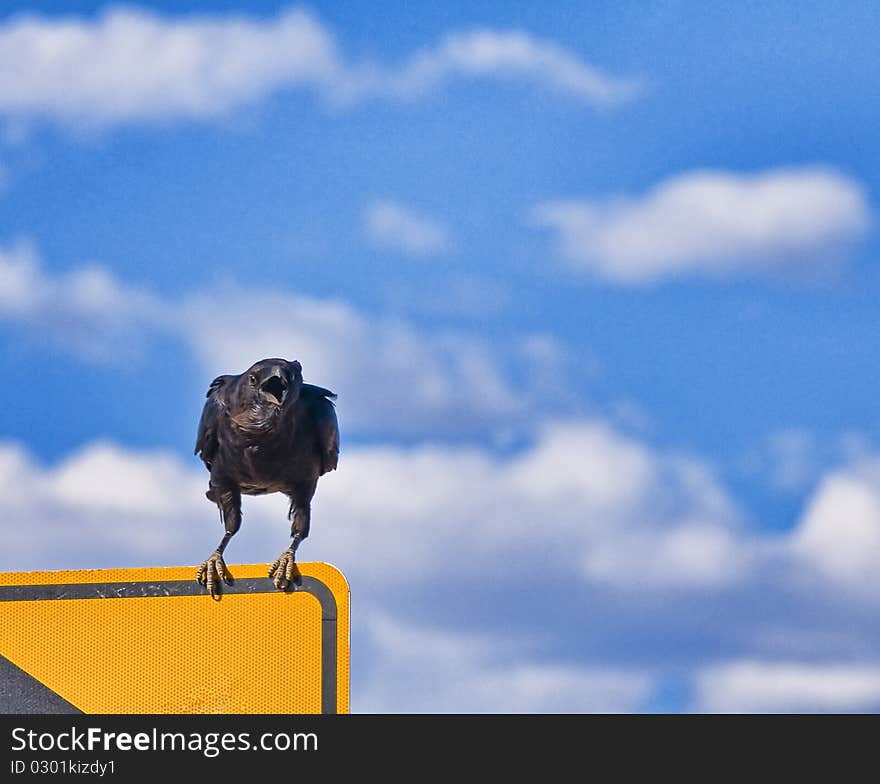 Crow calling from top of sign. Crow calling from top of sign