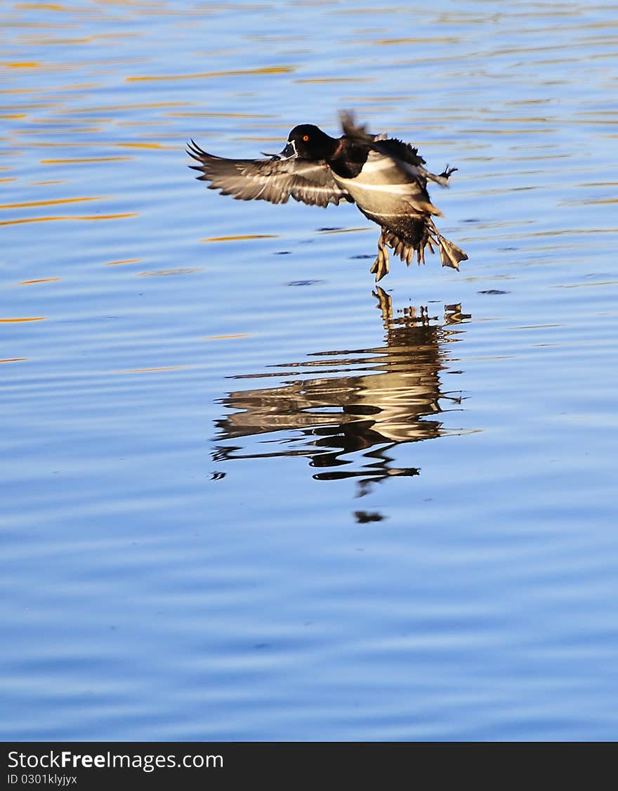 Landing Duck