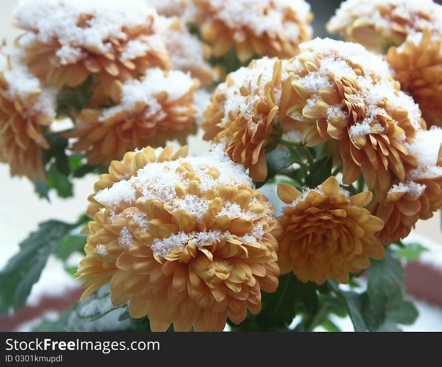 Yellow gold chrysanthemum with a dusting of snow from first frost in the fall/winter. Yellow gold chrysanthemum with a dusting of snow from first frost in the fall/winter