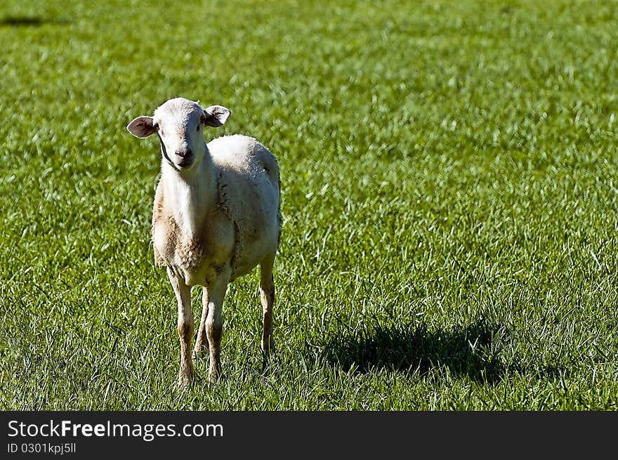 Lamb in field