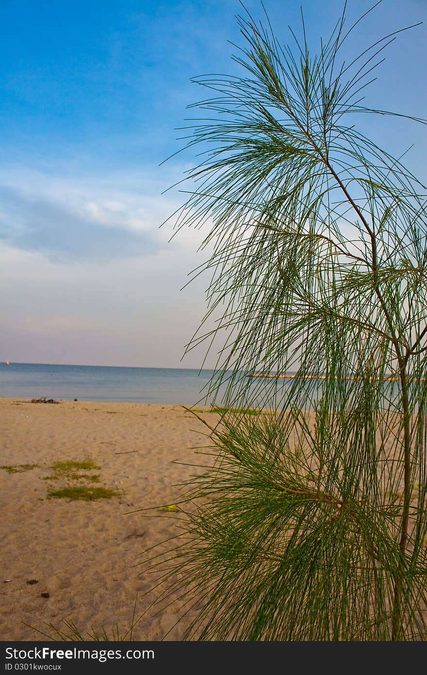 A little pineat a coast