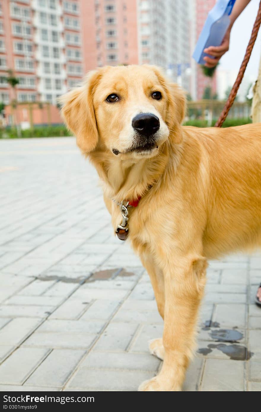 Golden retriever