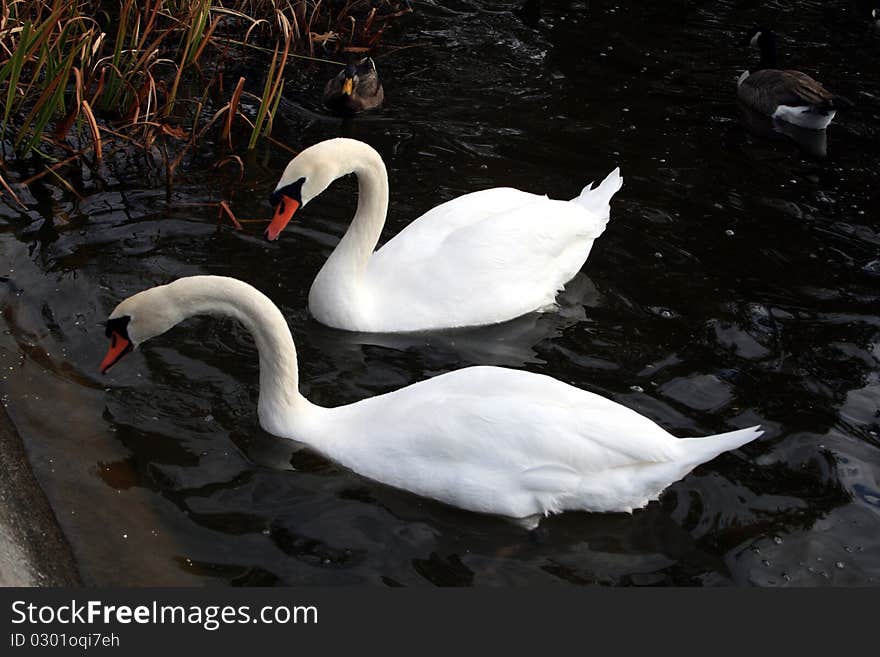 Swans