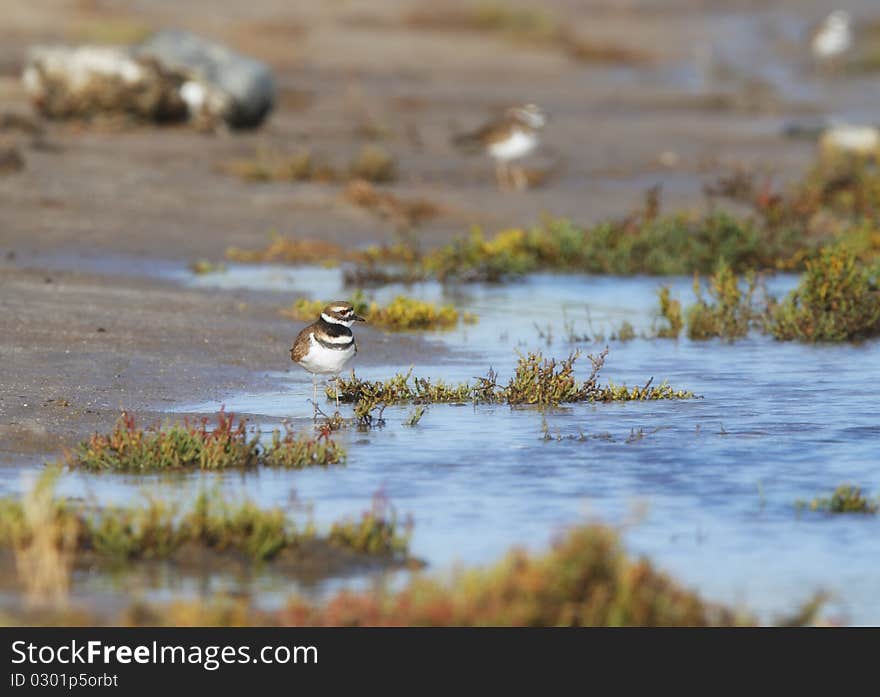 A Killdeer (Charadrius vociferus) gazes intently into the blue waters at the wetlands. A Killdeer (Charadrius vociferus) gazes intently into the blue waters at the wetlands