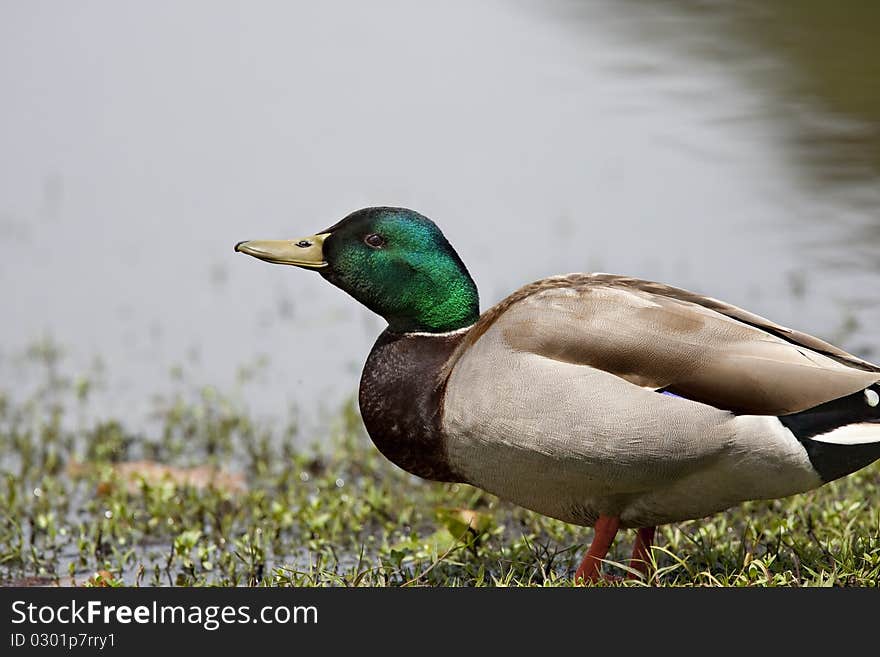 A selectively focused closeup of a handsome male Mallard with fine colors and details. A selectively focused closeup of a handsome male Mallard with fine colors and details