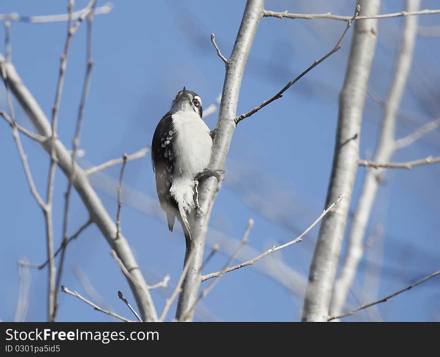 A Downy Woodpecker (Picoides pubescens) perched in a bare branch of a tree with a very blue sky background