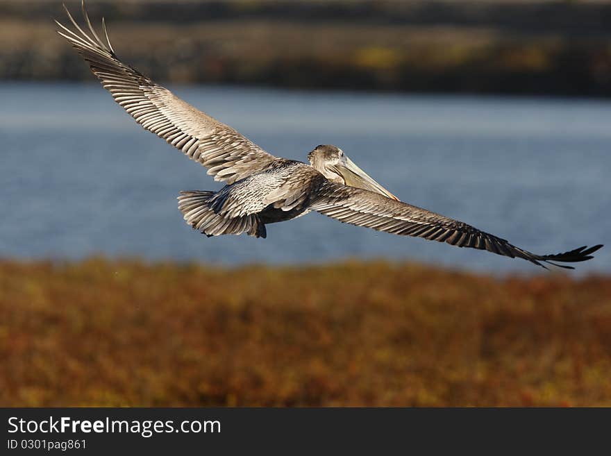 A brown pelican flying over the wetland waters and pickle weed with wings spread all the way open and with a few water drops falling from his feathers. A brown pelican flying over the wetland waters and pickle weed with wings spread all the way open and with a few water drops falling from his feathers.