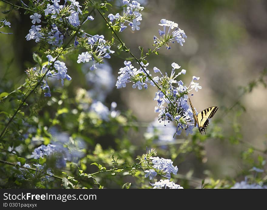 A beautiful nature shot featuring the purple-blue flowers and green leaves of Phlox and a Western Tiger Swallowtail butterfly gently perched on the flower petals. A beautiful nature shot featuring the purple-blue flowers and green leaves of Phlox and a Western Tiger Swallowtail butterfly gently perched on the flower petals