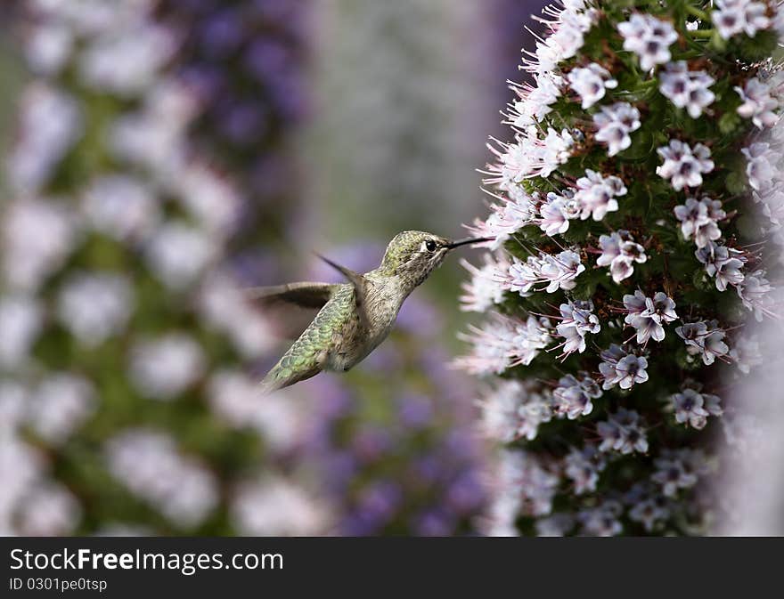 Hummingbird And White Wildflowers