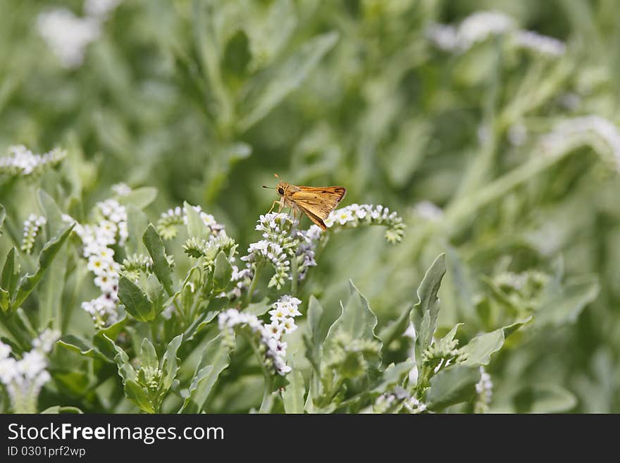 Fiery Skipper and White Wildflowers