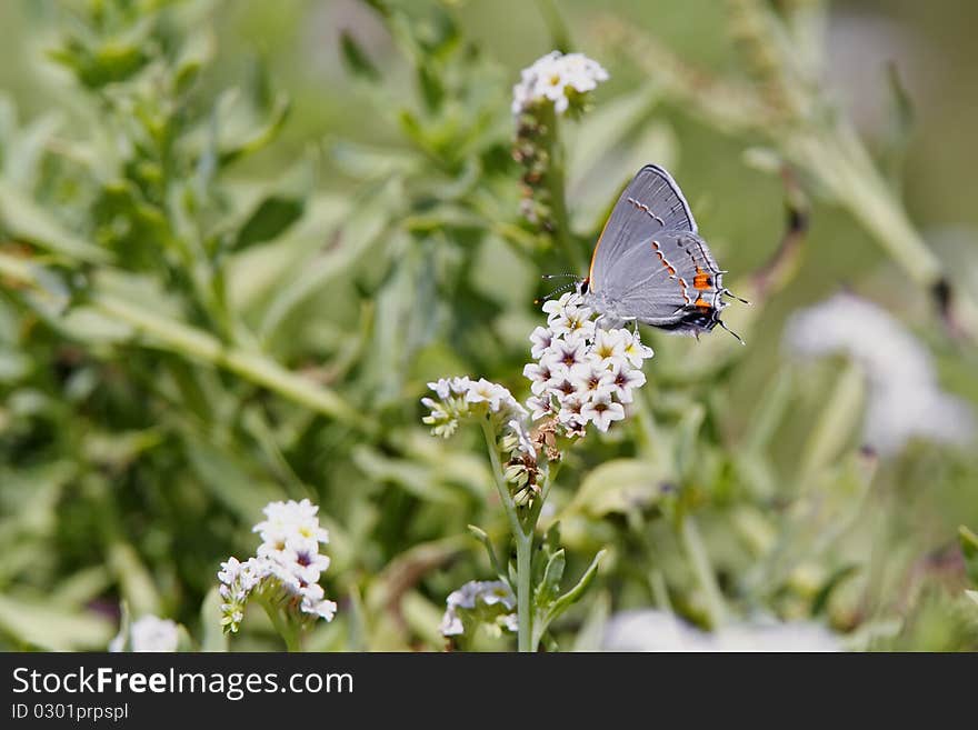 Gray Hairstreak Butterflly