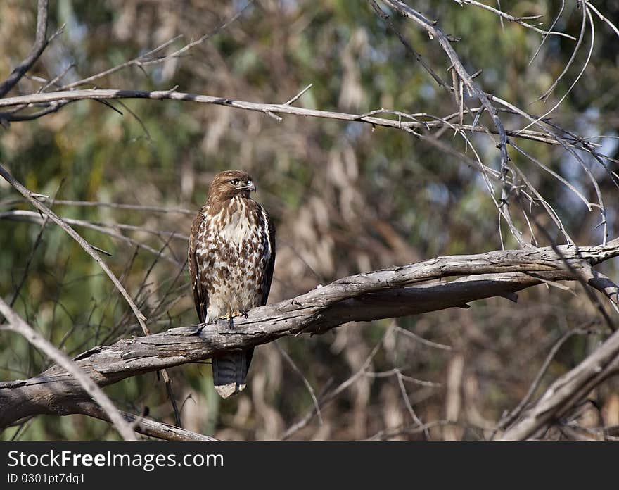 This Red-tailed hawk (Buteo jamaicensis) perched on a tree branch. This Red-tailed hawk (Buteo jamaicensis) perched on a tree branch