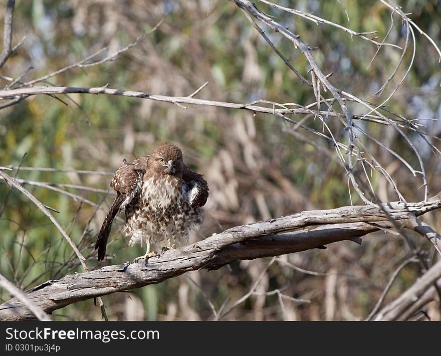 Red Tailed Hawk in Tree