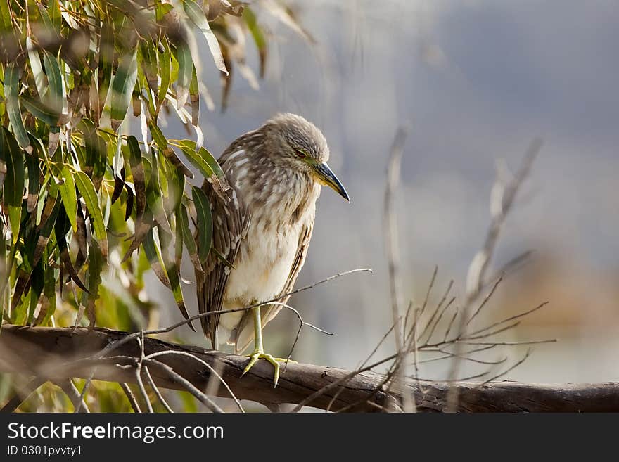 Juvenile Black-Crowned Night Heron (Nycticorax nycticorax) perched on one leg on a tree branch at the wetlands
