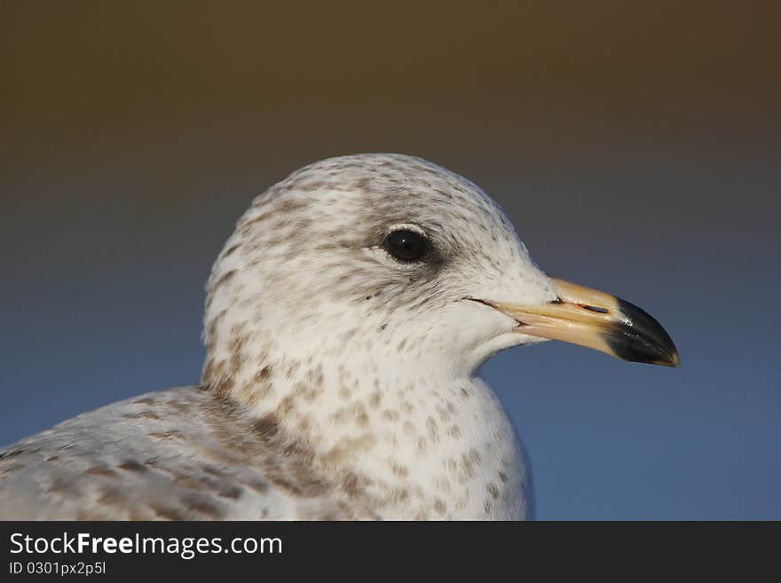 Portrait Of A Ring-billed Gull