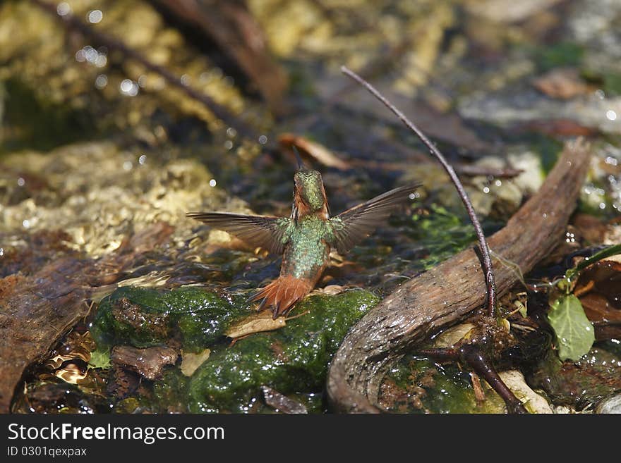 Hummingbird Bathing