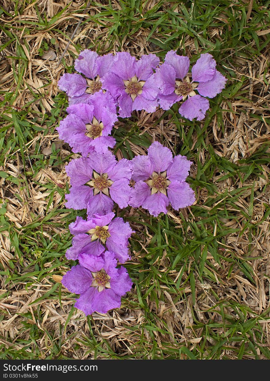 Flowers on the floor,set up to be the alphabet F