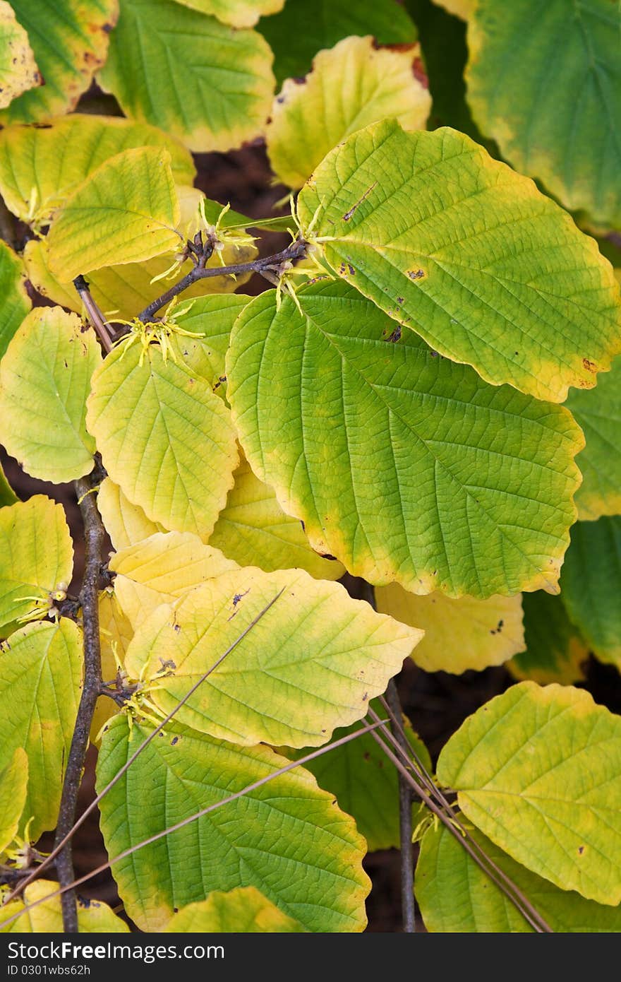 Green and yellow sheet with bud new fruit