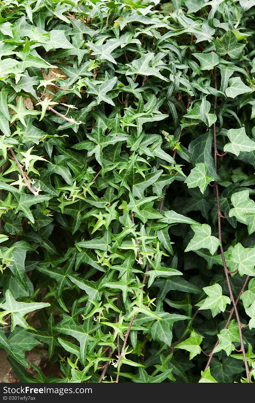 Wall from green creeps plants hinging downwards