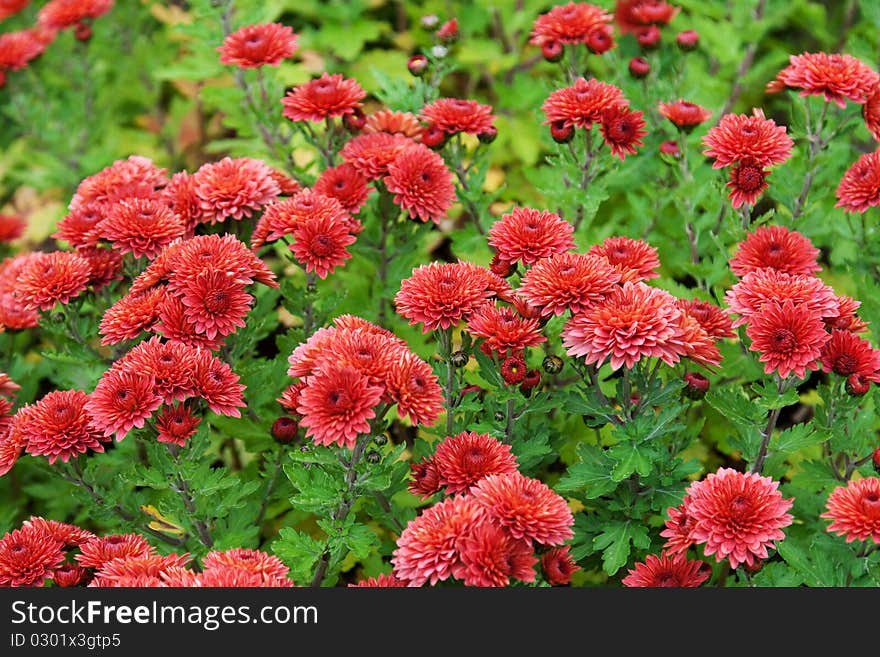 Background from red colour and green herb. Background from red colour and green herb