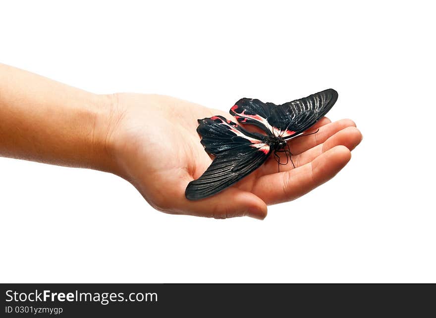 Black and red butterfly on man's hand. Black and red butterfly on man's hand