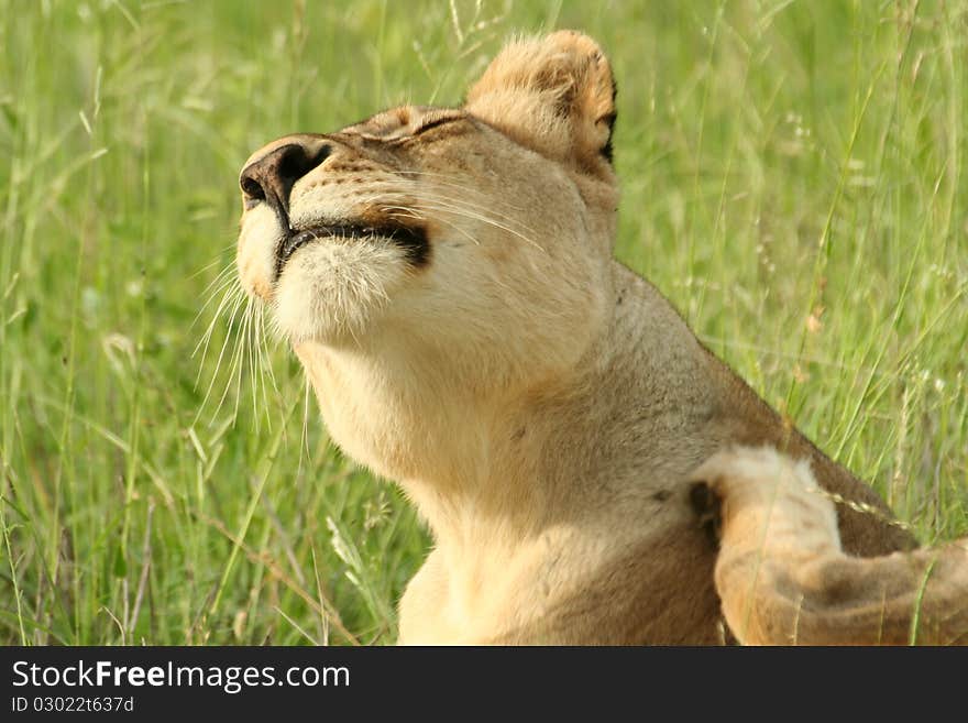 A Female Lion having a scratch in the afternoon sun. A Female Lion having a scratch in the afternoon sun.