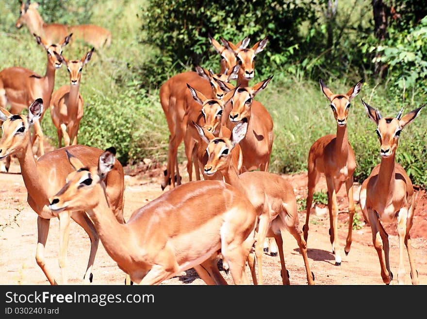 Impala Female s