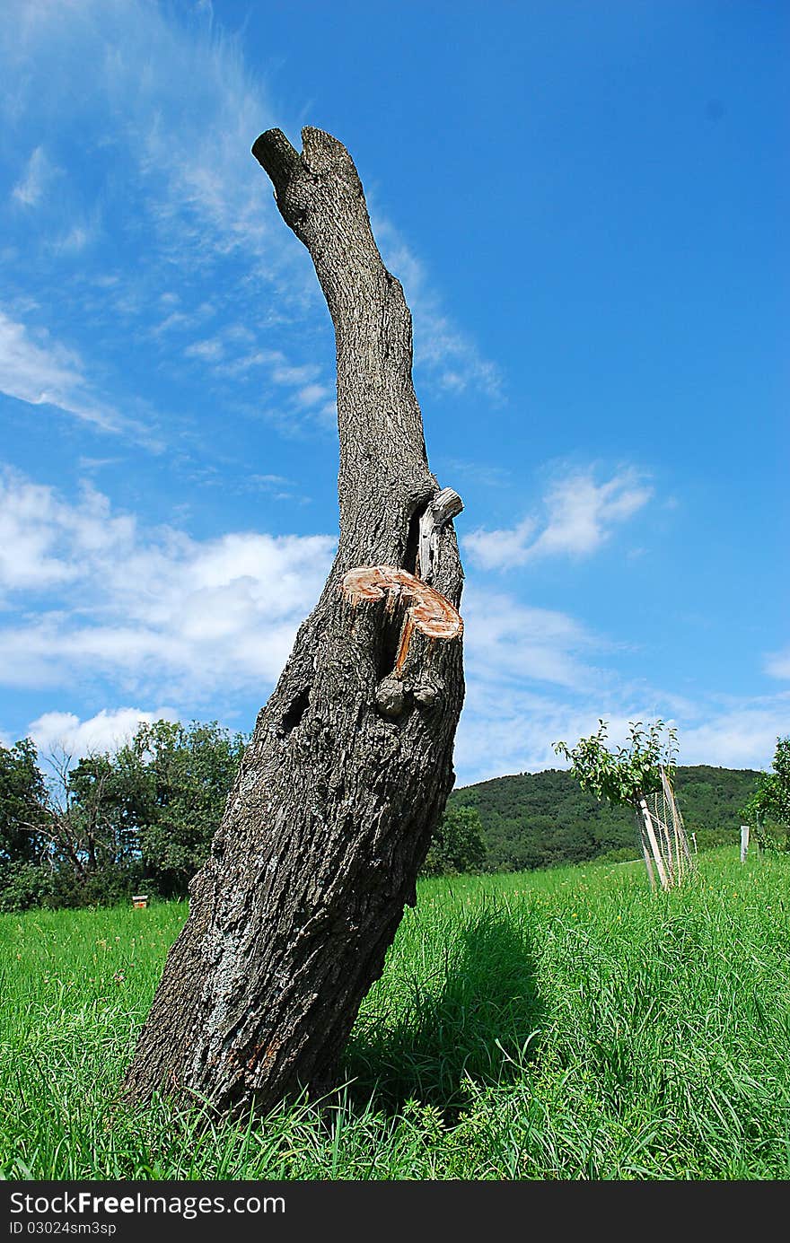 A tree stump is rising up to the sky