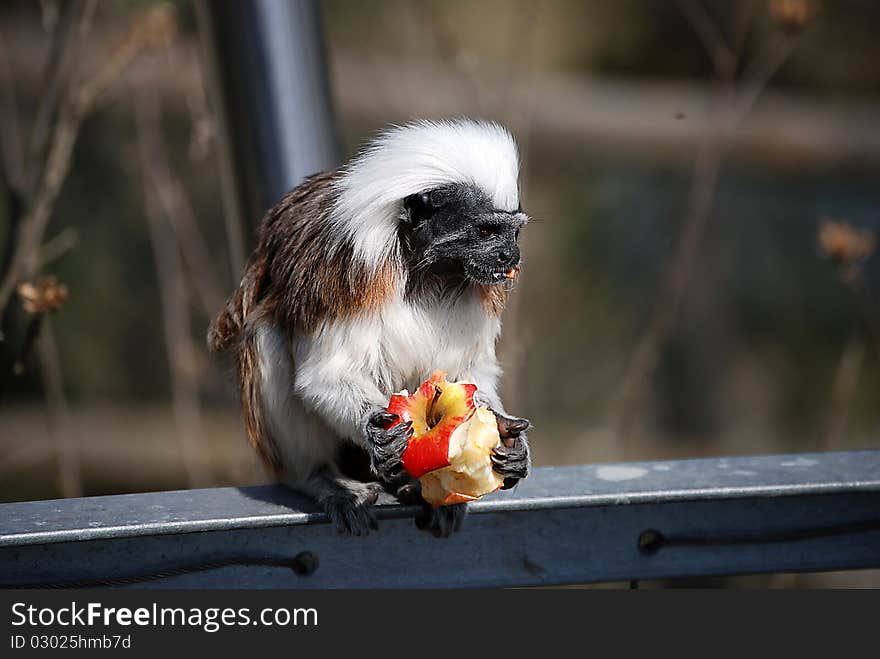 A beautiful close up from a monkey. A beautiful close up from a monkey