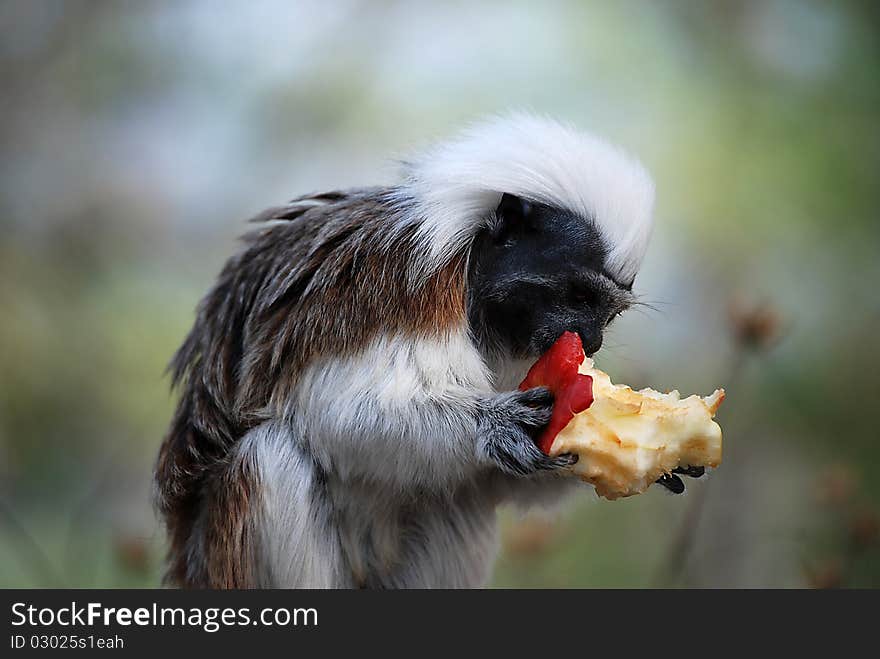 A beautiful close up from a monkey. A beautiful close up from a monkey