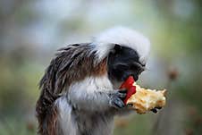 Cotton-top Tamarin Royalty Free Stock Photos