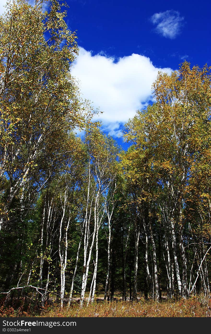 The silver birch at sunny. The silver birch at sunny