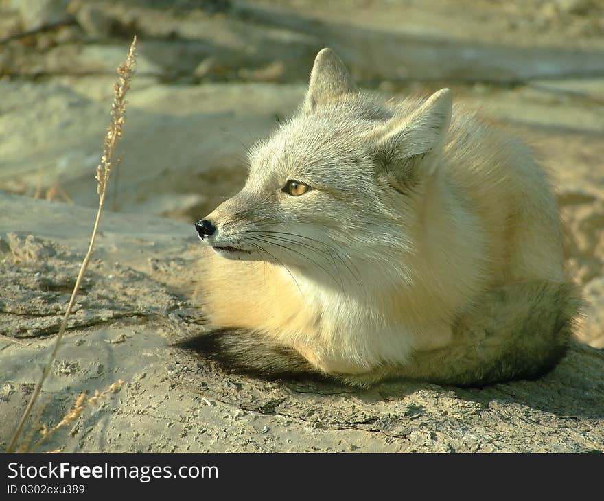 white fox